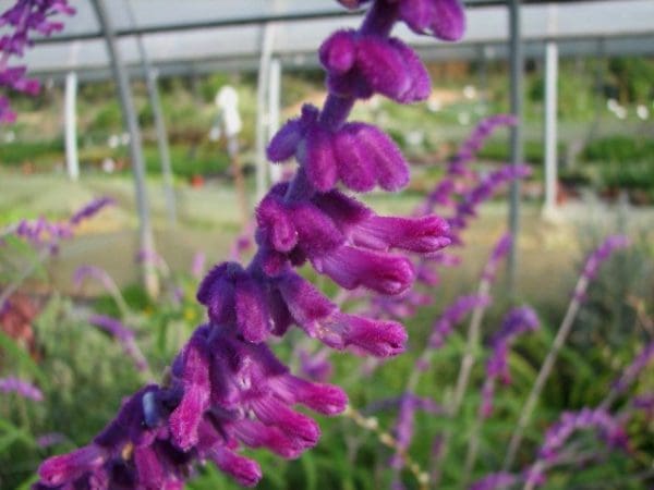 salvia leucantha purple