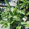 Salvia officinalis