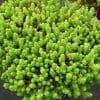 sedum acre