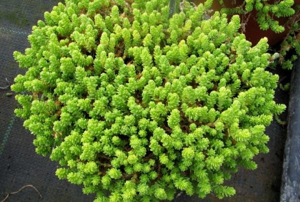 sedum acre