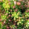 Sedum rubrotinctum