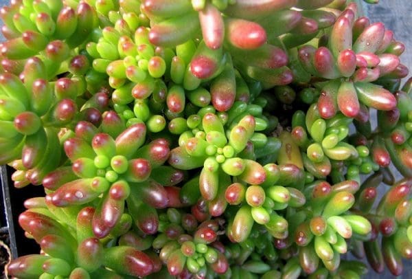 Sedum rubrotinctum