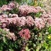 sedum couvre-sol sedum haut