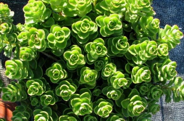 sedum spurrium album