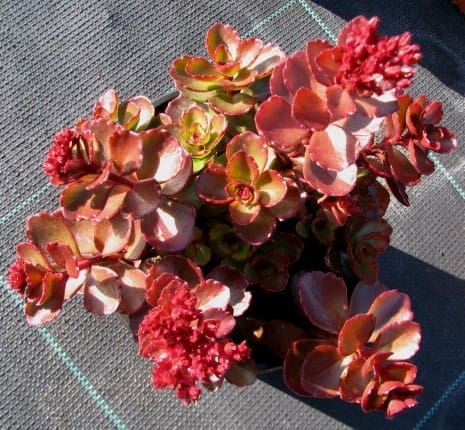 sedum spurrium rouge