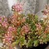 sedum rose