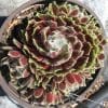 sempervivum