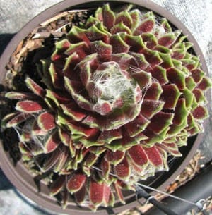 sempervivum