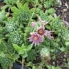 sempervivum tectorum