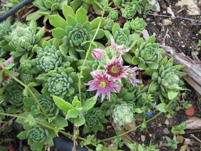 sempervivum tectorum