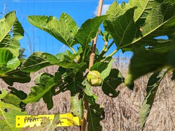 Paratjal Rimada ficus carica panaché