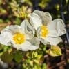 cistus salvifolia