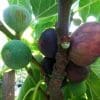 ficus carica cul noir