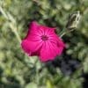 LYCHNIS CORONARIA COQUELOURDE DES JARDINS