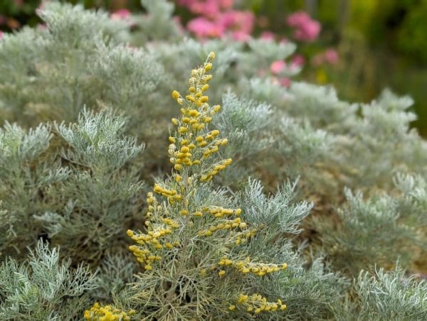 artemisia arborescens