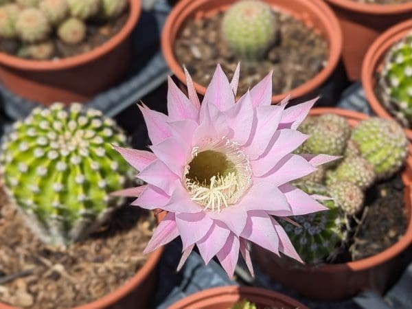 cactus boule de moïse cactus oursin