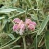 phlomis rose compact