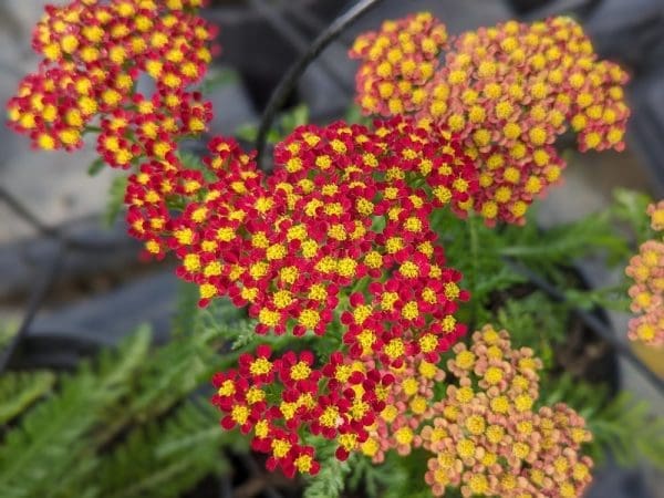 achillea millefolium rouge