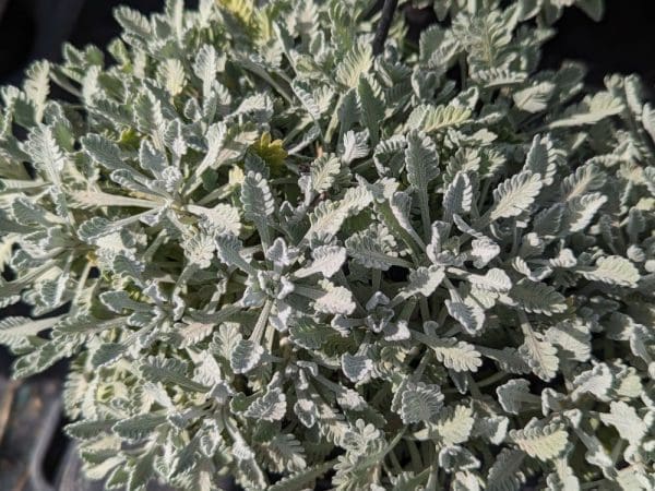 achillea umbellata