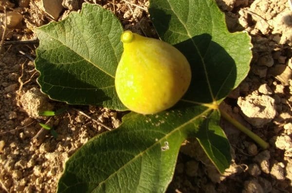 Ficus carica petrovaca yellow