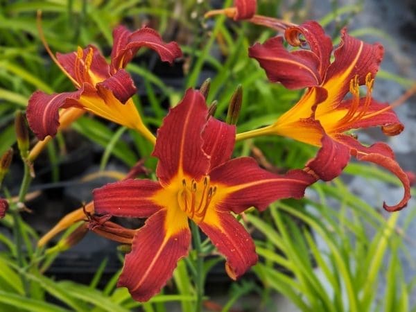 hemerocallis rouge