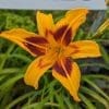 Hemerocallis bonanza