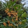 osmanthus fragrans aurantiacus à fleurs orange