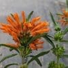 leonotis-leonorus-queue-de-lion