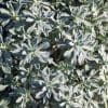 achillea umbellata