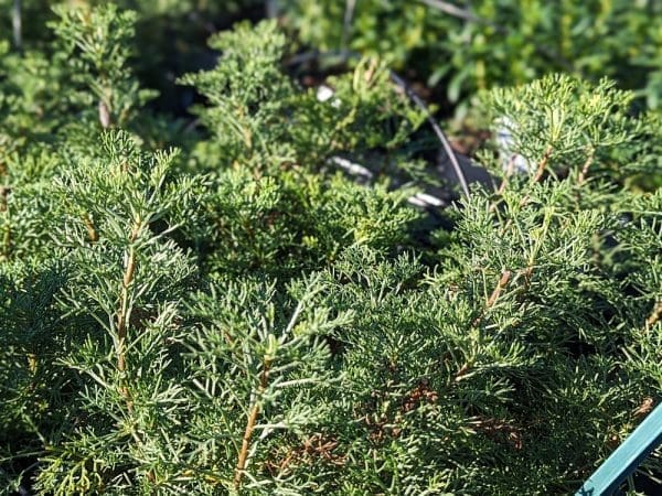 artemisia camphorata