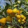 orangequat