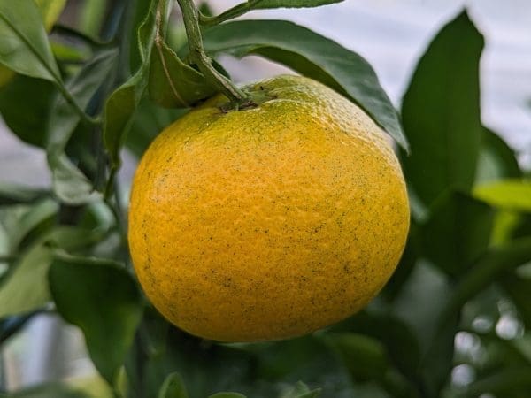 satsuma precoce