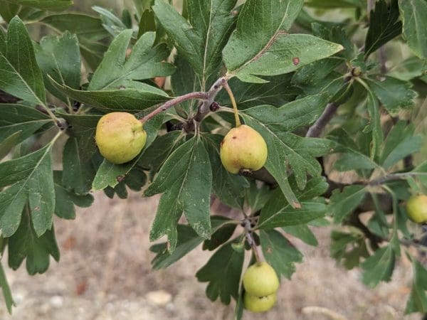 crataegus azarolus