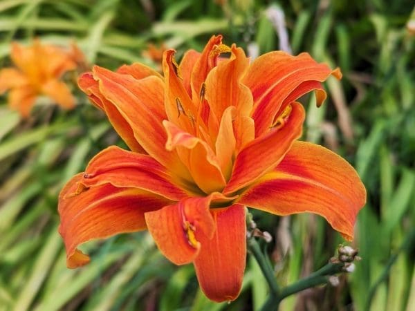 hemerocallis orange