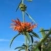 leonotis