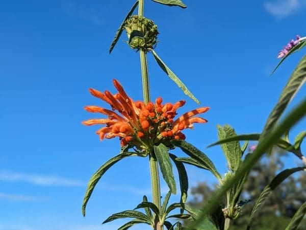 leonotis