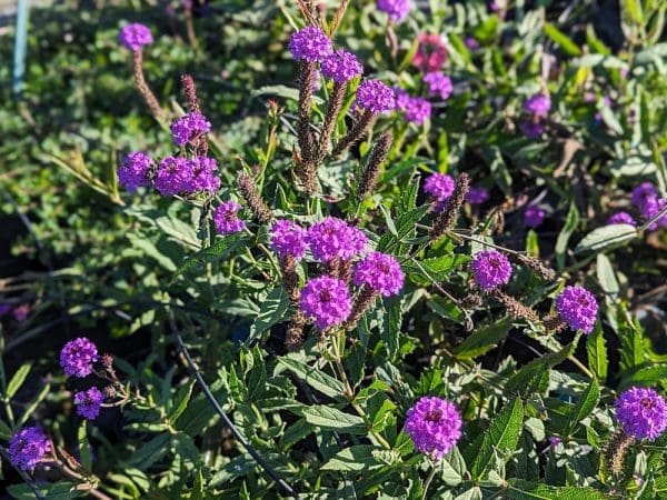 verbena venosa