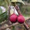 crataegus pontica