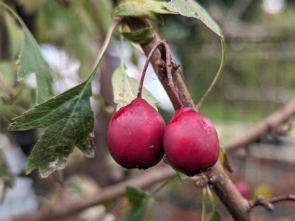 crataegus pontica