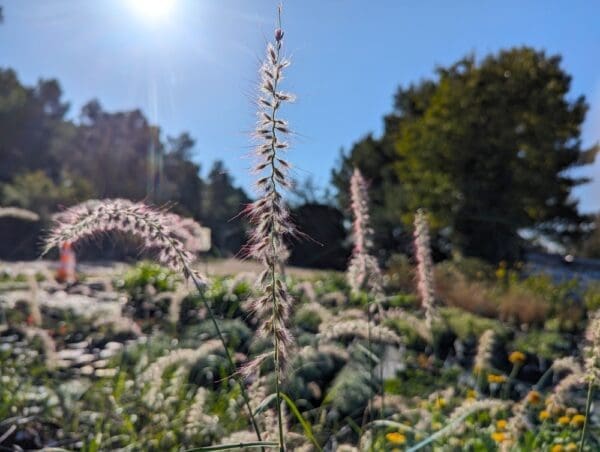 PENNISETUM