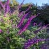 salvia leucantha purple