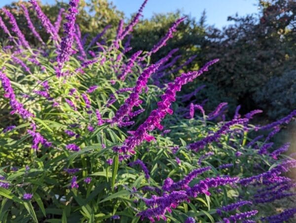 salvia leucantha purple